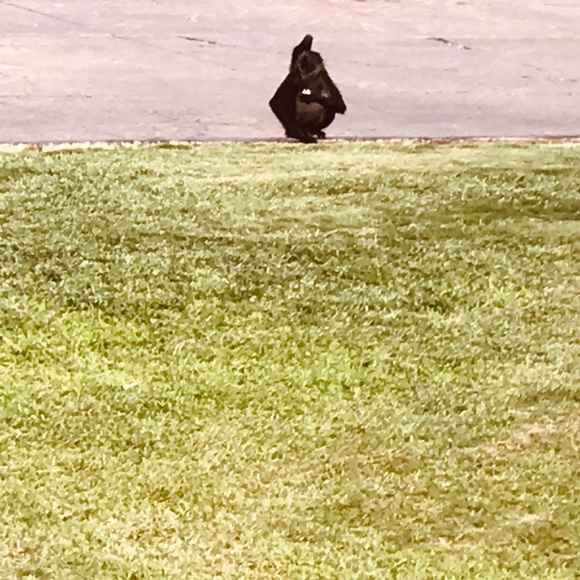 Meet your Posher, Luisa - Picture 1 of 1